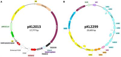 An Improved Agrobacterium-Mediated Transformation and Genome-Editing Method for Maize Inbred B104 Using a Ternary Vector System and Immature Embryos